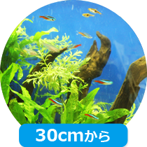 福岡アクアガーデン 淡水魚水槽の料金