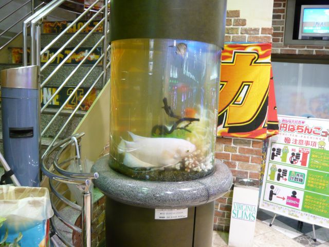 パチンコ店様 めずらしい象耳魚！  福岡アクアガーデン